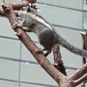 12/08/17 - Himalayan striped squirrek