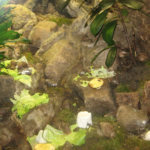 Rostock Zoo - Darwineum - Snail exhibit