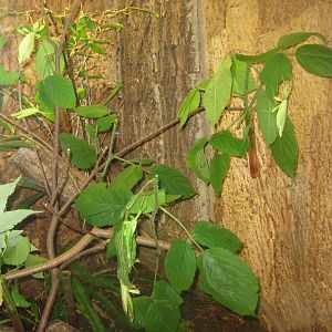 Rostock Zoo - Darwineum - Stick insect exhibit