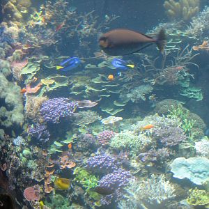 Rostock Zoo - Darwineum - The big reef tank