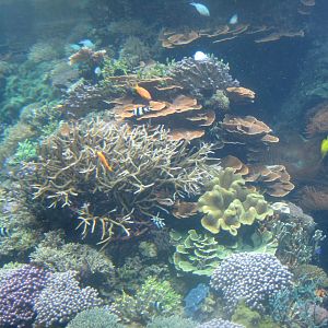Rostock Zoo - Darwineum - The big reef tank