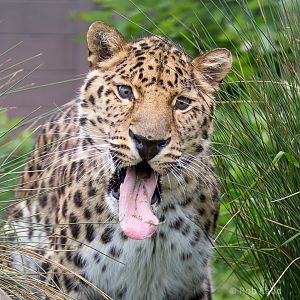 Amur leopard : WHF Big Cat Sanctuary : 04 May 2017