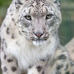 Snow leopard : WHF Big Cat Sanctuary : 04 May 2017