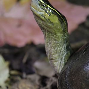 Annam leaf turtle