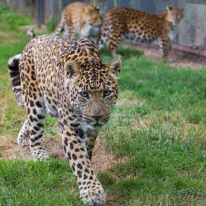 North Chinese leopard : Howletts : 22 Jul 2017