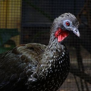 Crested guan