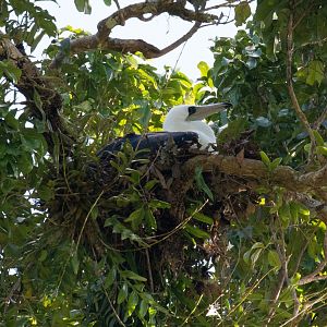 Abbott's Booby on next