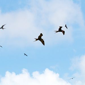 Frigatebirds