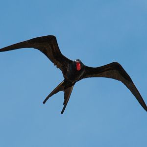 Greater Frigatebird