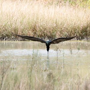 Greater Frigatebird drinking