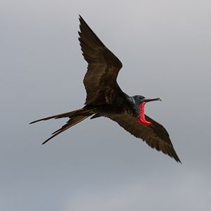 Greater Frigatebird