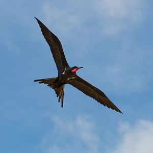Lesser Frigatebird