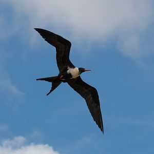 Lesser Frigatebird female