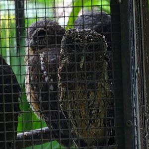 Mottled owls