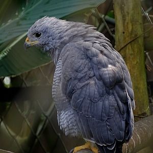 Grey Hawk