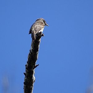 Costarican Tyrant flycatcher