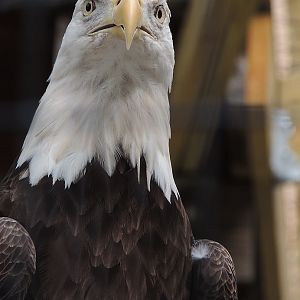eagle philadelphia zoo
