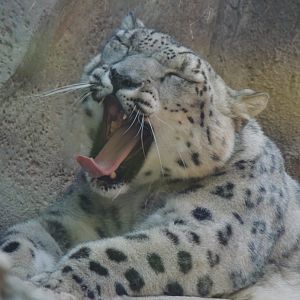 snow leopard yawning philadelphia zoo