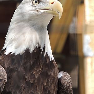 eagle close up philadelphia zoo