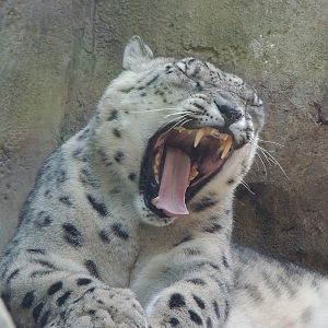 snow leopard yawning philadelphia zoo