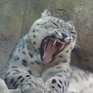 more yawning snow leopard phialdelphia zoo