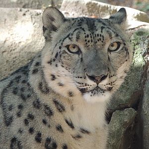Snow Leopard CloseUp