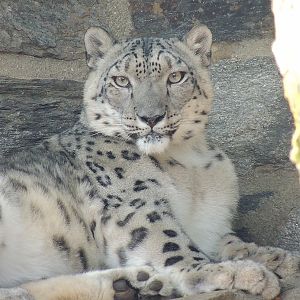 Relaxing Snow Leopard