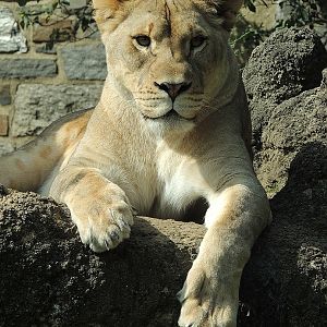 LIon Cub Close Up