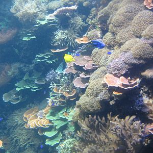 Rostock Zoo - Darwineum - The big reef tank