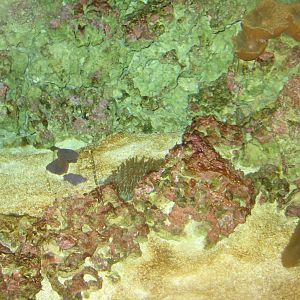 Rostock Zoo - Darwineum - Fish tank