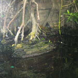 Rostock Zoo - Darwineum - Mangrove tank