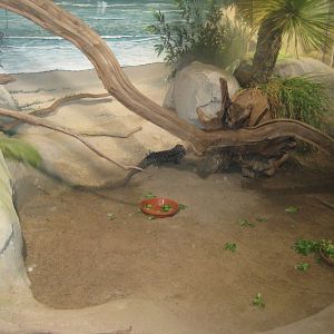 Rostock Zoo - Darwineum - Rhinoceros iguana exhibit