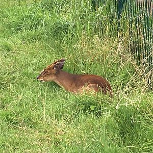 Reeves' muntjac 040817