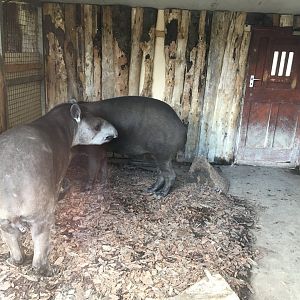 South American tapirs 040817