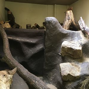 Dwarf mongoose enclosure 040817