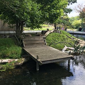 Asian small-clawed otter enclosure 040817