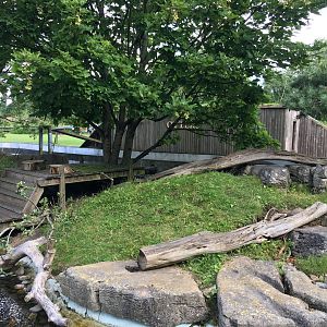 Asian small-clawed otter enclosure 040817
