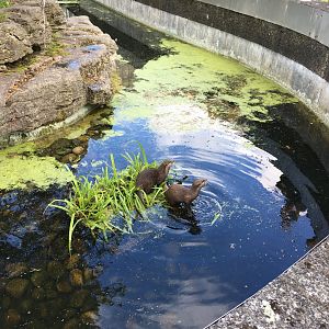 Asian small-clawed otters 040817
