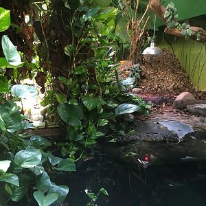 Yacare caiman enclosure 040817