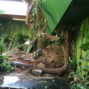 Yacare caiman enclosure 040817