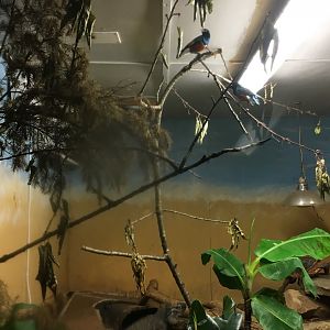 Superb starling inside large reptile exhibit 040817