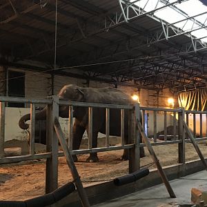 Indian elephant 040817