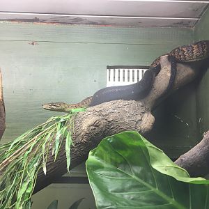 Jamaican boa 040817