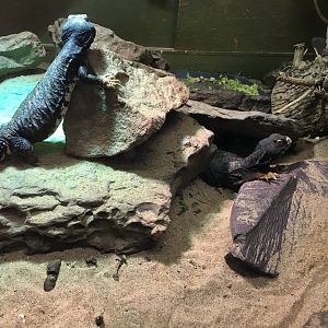 Saharan spiny-tailed lizards 040817