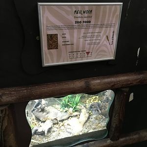 Mealworm exhibit 040817