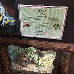 Cricket exhibit 040817