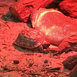 Bell's hingeback tortoise 040817