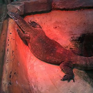 Nile monitor 040817