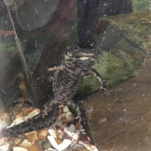 Iberian sharp-ribbed newt 040817