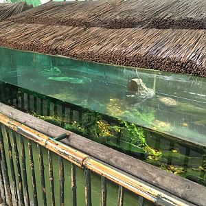 West African mud turtle exhibit 040817